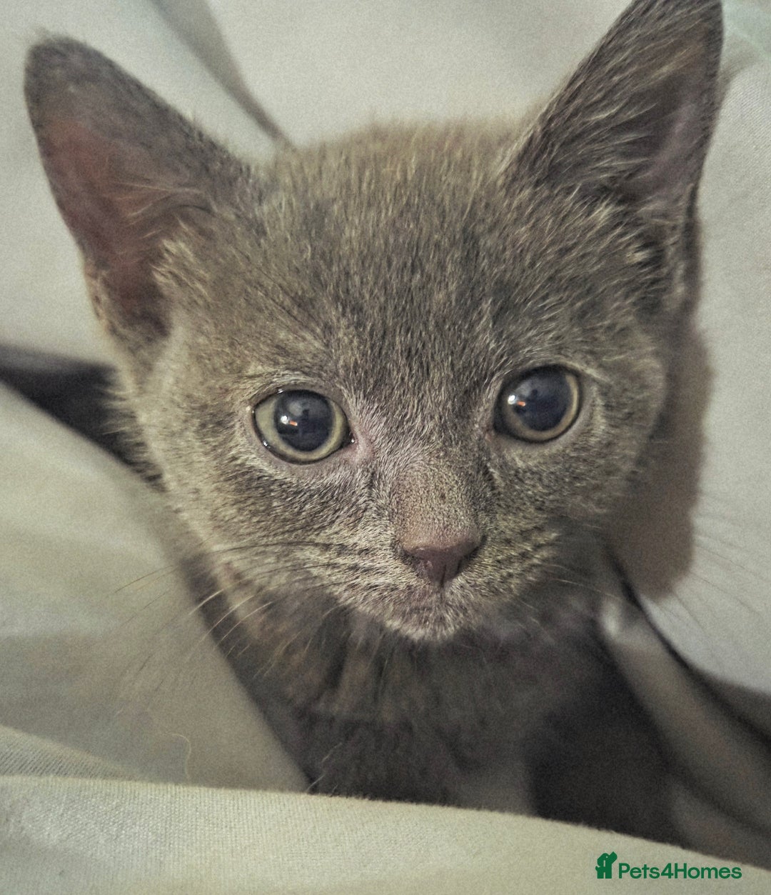 Mixed Breed cats for sale:  **  Beautiful  **  Kittens  **  - Advert 7