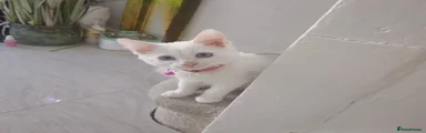 Yuki Moon