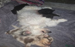 Pomchi dogs for sale: Pomchi - Image 1
