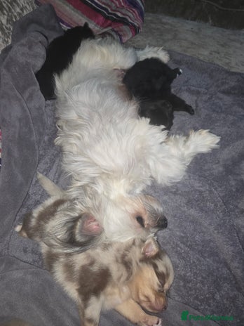 Pomchi dogs - Advert 12