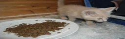 Mixed Breed cats for sale: 4 Ginger male kittens for sale to loving homes - Advert 5