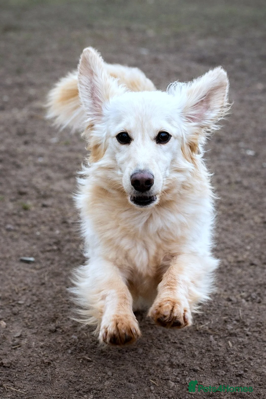 Dachshund dogs for adoption: ARNIE, a Lovely 🌭 Boy - for a Loving Home - Advert 1