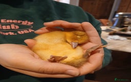 Ducks poultry for sale: Welsh harlequin males x4 - Image 3