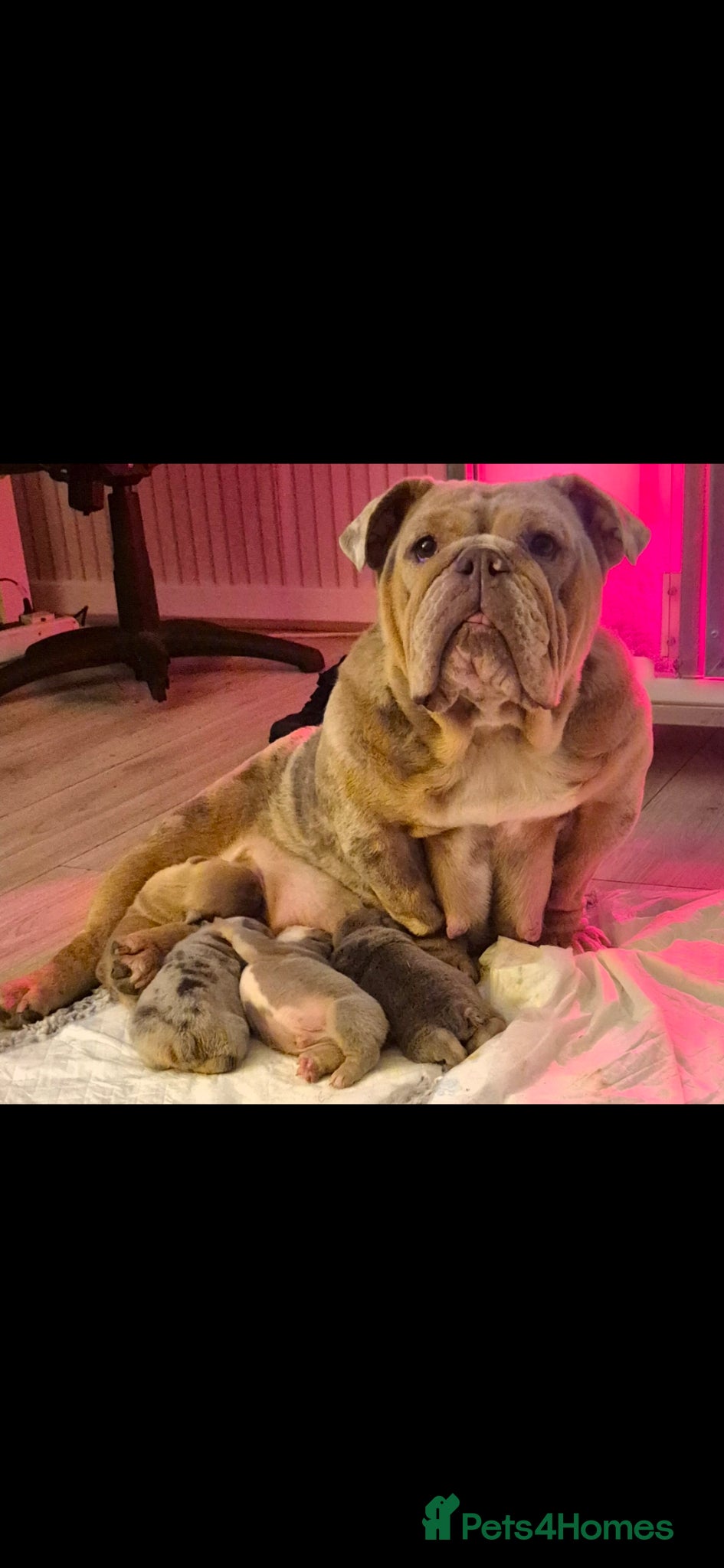 English Bulldog dogs Stunning Lilac Bulldogs - Advert 2