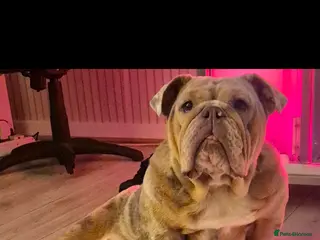 English Bulldog dogs Stunning Lilac Bulldogs - Advert 2