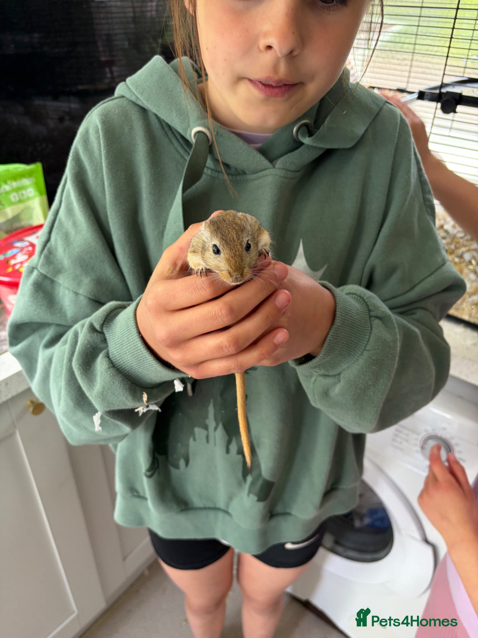 Gerbil rodents 2 lovely gerbils free to a good home - Advert 8