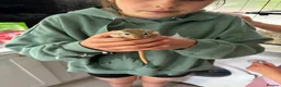 Gerbil rodents for sale: 2 lovely gerbils free to a good home in Chorley - Advert 1