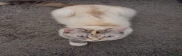 Mixed Breed cats for sale: Male and female kitten - Advert 2