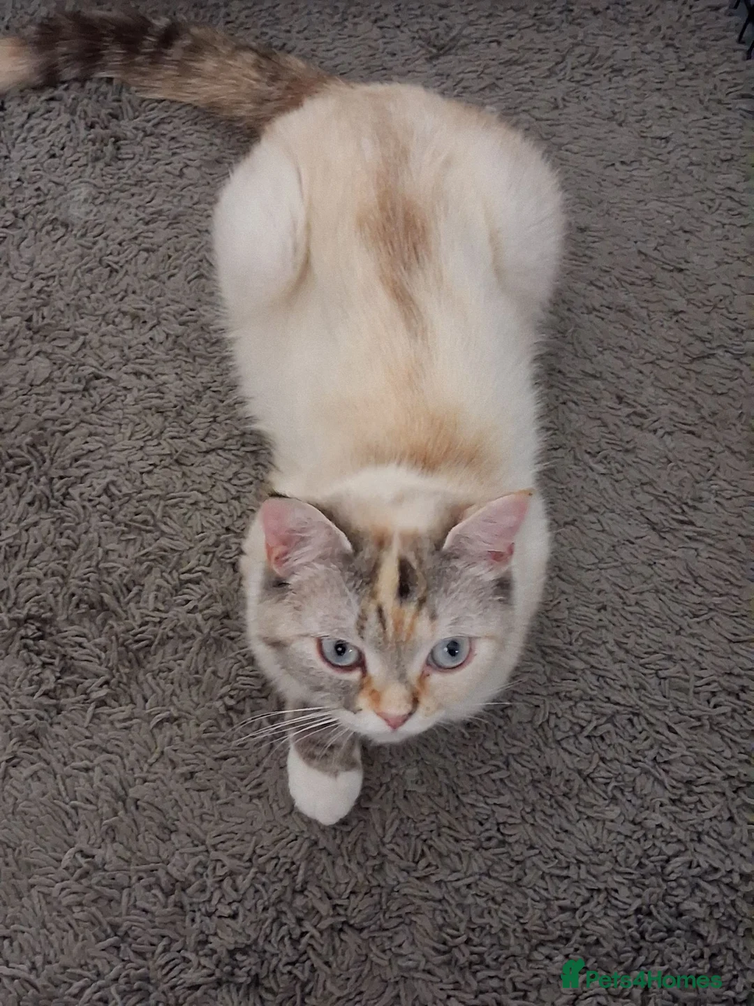 Mixed Breed cats for sale: Male and female kitten - Advert 2