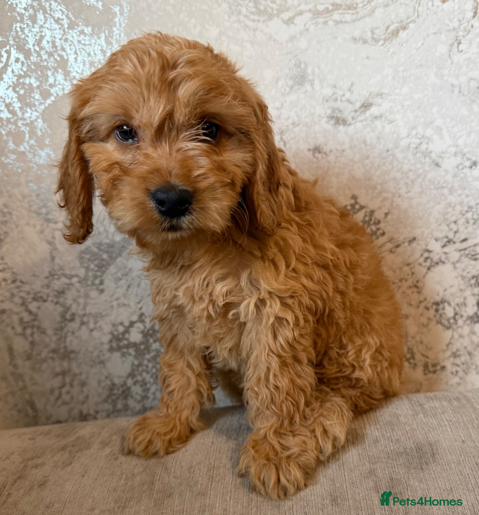 Cockapoo dogs F1 cockapoo pups  - Advert 2