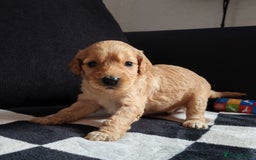 Cockapoo dogs for sale: Beautiful Phantom cockerpoo puppies  - Image 6