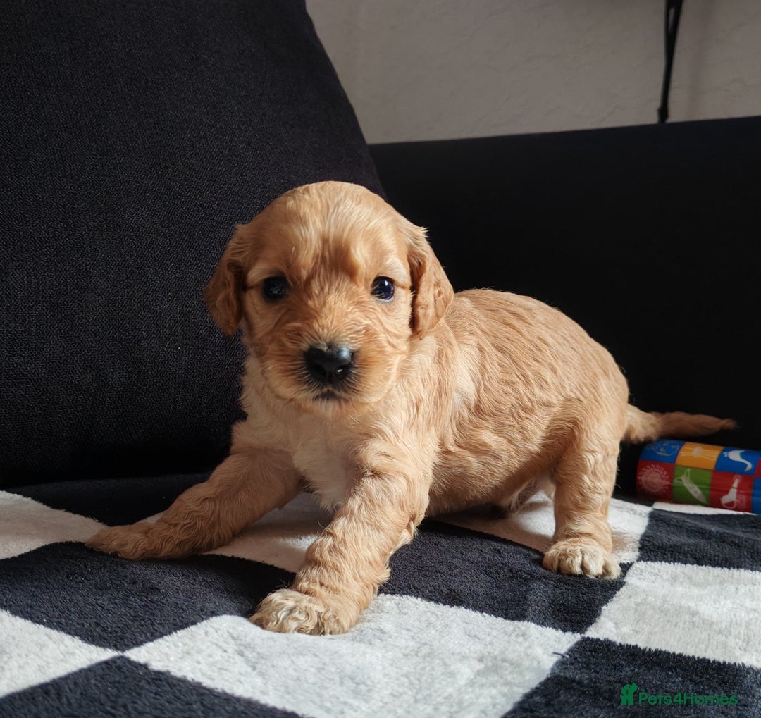 Cockapoo dogs for sale: Beautiful Phantom cockerpoo puppies  - Image 6