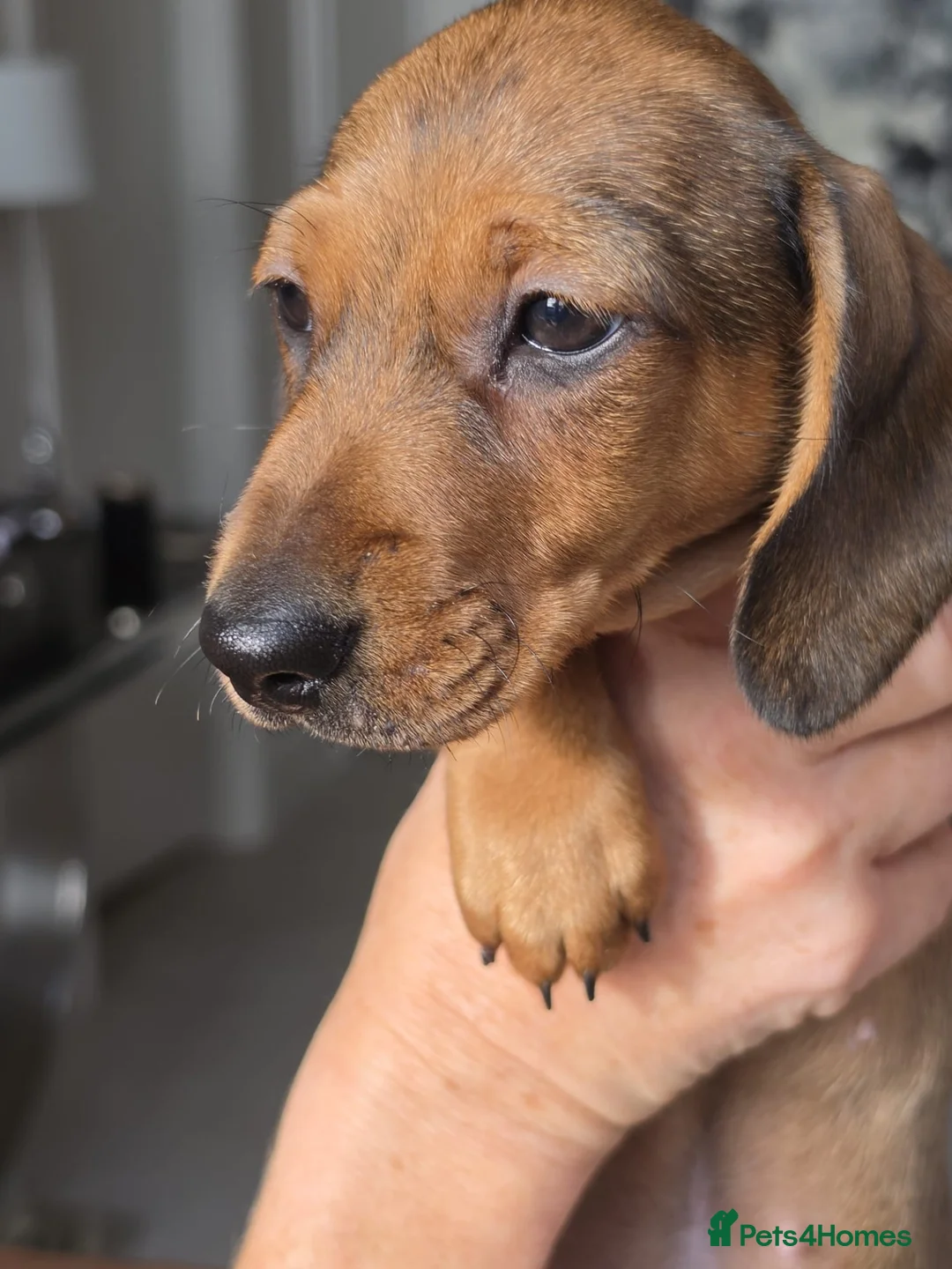Miniature Dachshund dogs for sale: ⭐️REDUCED⭐️Beautiful KC Registered Puppy Bitch - Advert 2