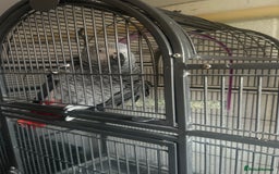 Parrots birds for sale: Male African Grey - Image 1