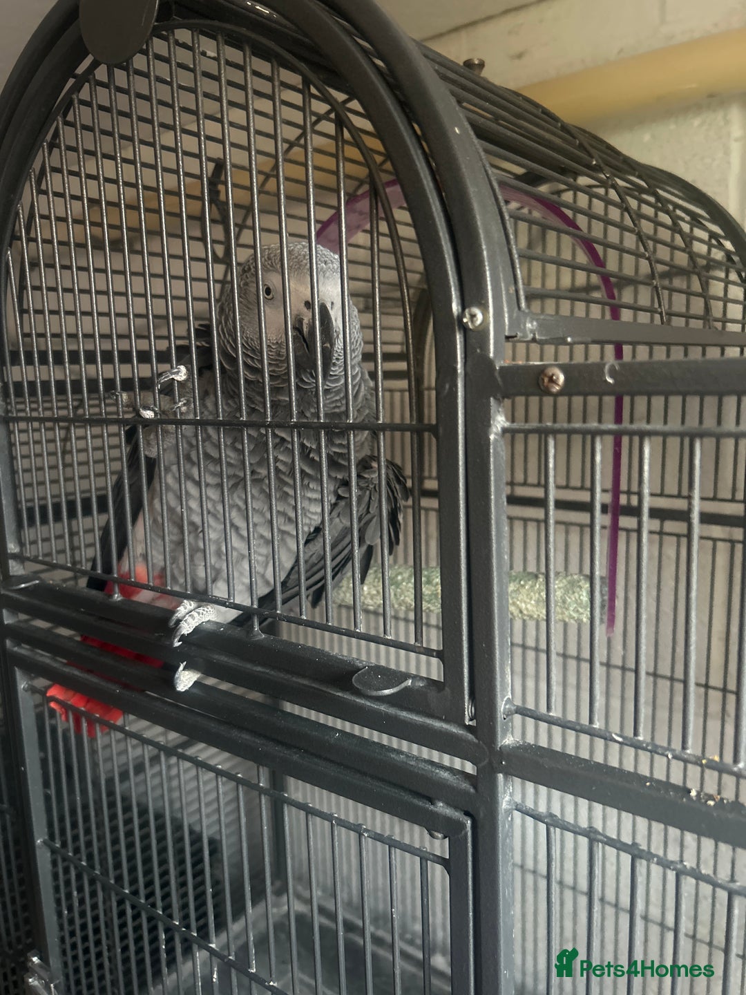 Parrots birds for sale: Male African Grey - Image 1