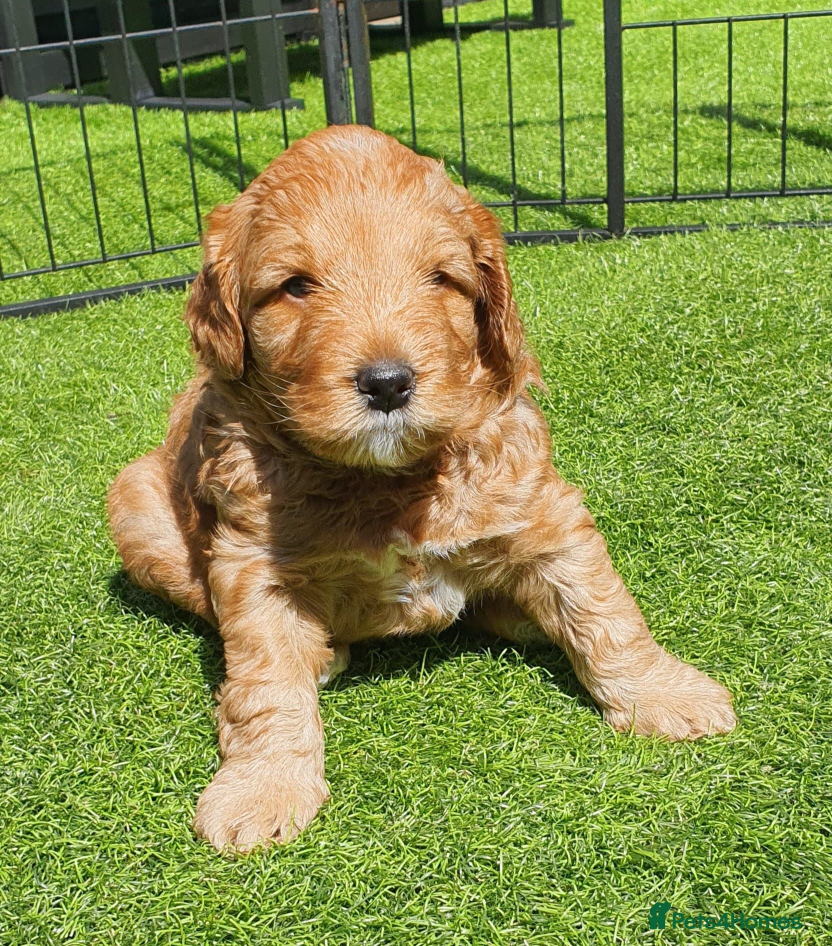 Australian Labradoodle dogs Health tested Australian Double Doodle  - Advert 2