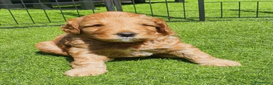 Australian Labradoodle 1