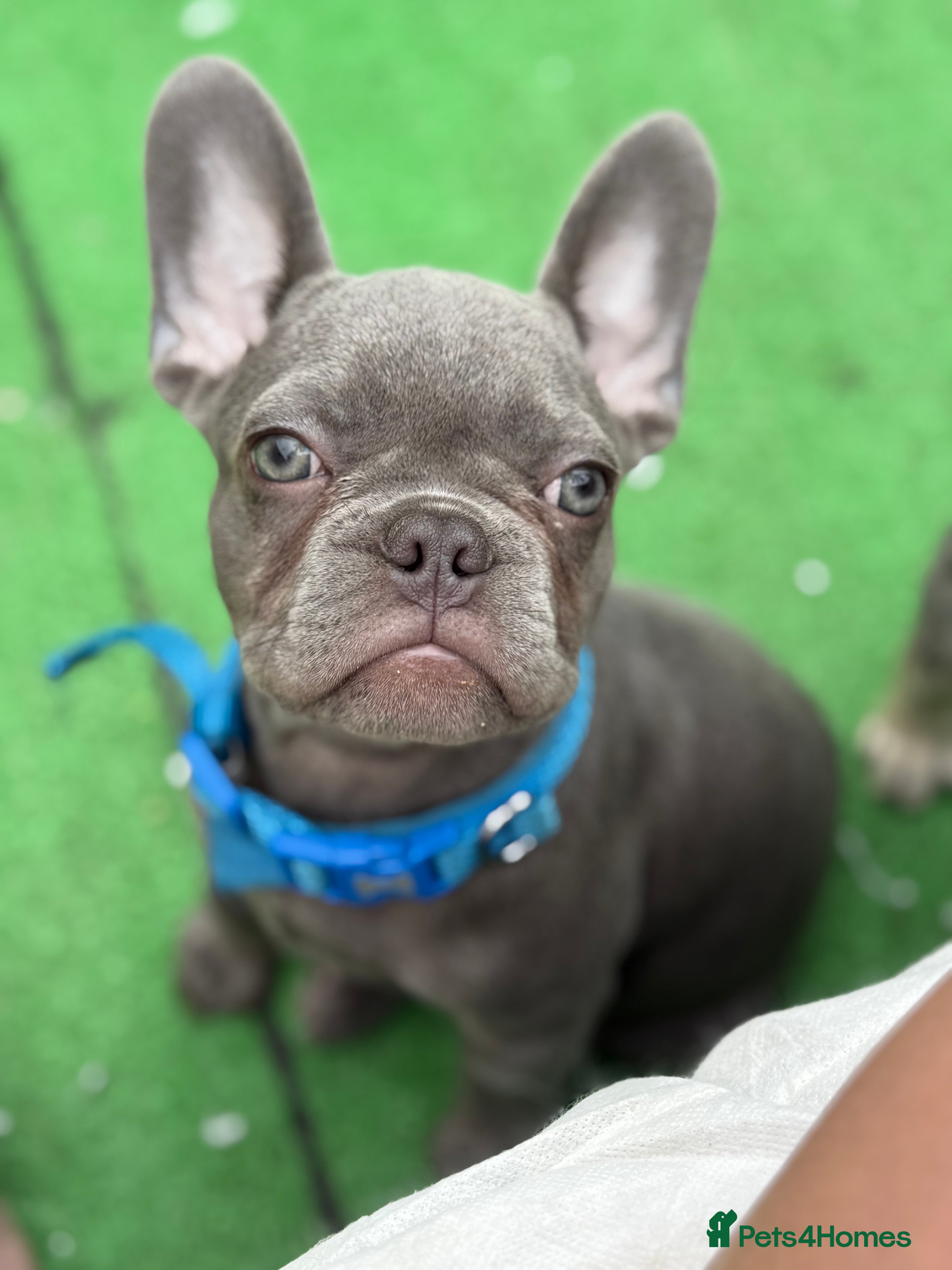 French Bulldog dogs French bulldog puppy  - Advert 2