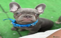 French Bulldog dogs for sale: French bulldog puppy  - Image 1
