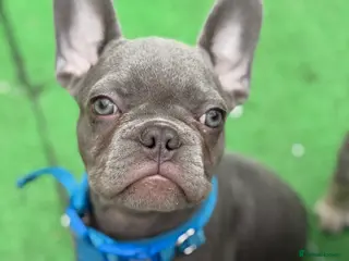 French Bulldog dogs French bulldog puppy - Advert 21