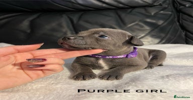 Staffordshire Bull Terrier dogs - Advert 2