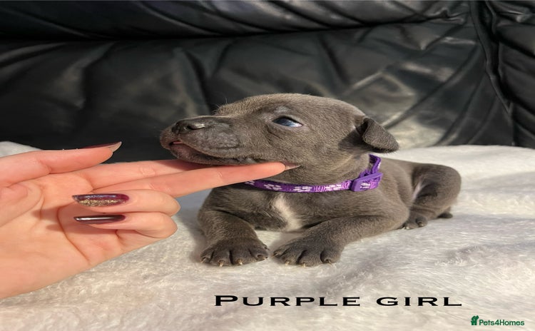 Staffordshire Bull Terrier dogs - Advert 2