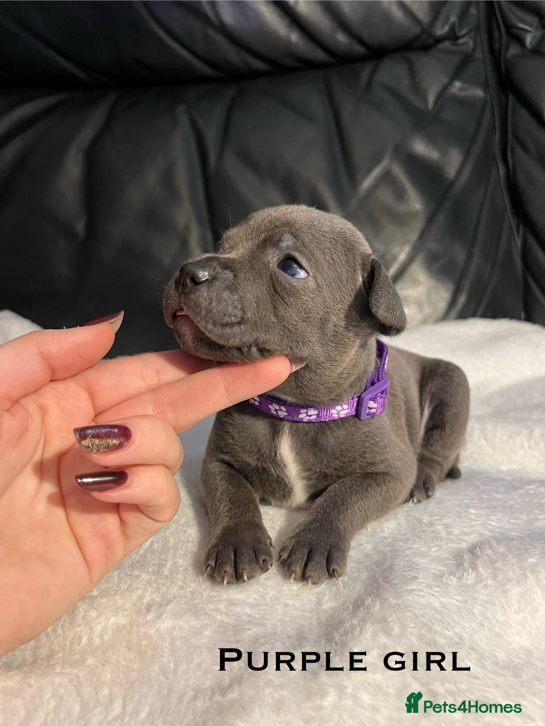 Staffordshire Bull Terrier dogs for sale: Staffordshire bull terrier puppies♥️ KC registered - Image 1
