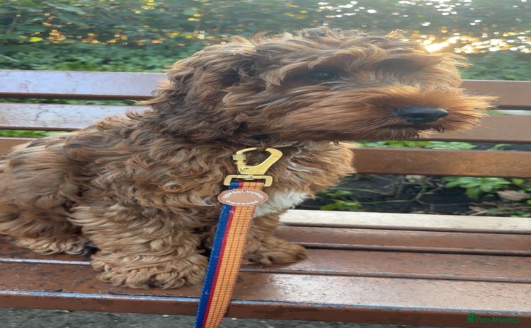 Cockapoo dogs - Advert 1