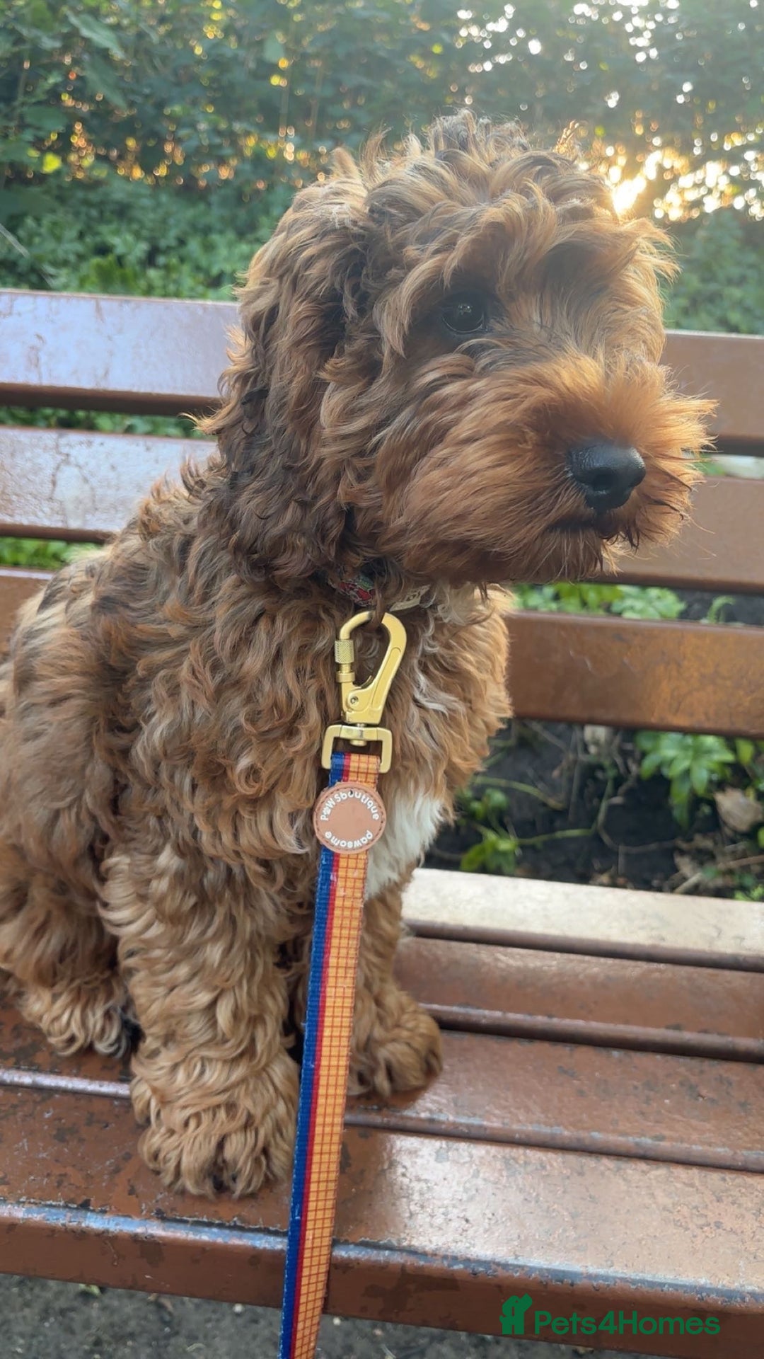 Cockapoo dogs for sale: Cockapoo puppy *REDUCED* - Image 1