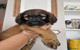 Goldendoodle dogs for sale: MultiGen Goldendoodles  - Image 25