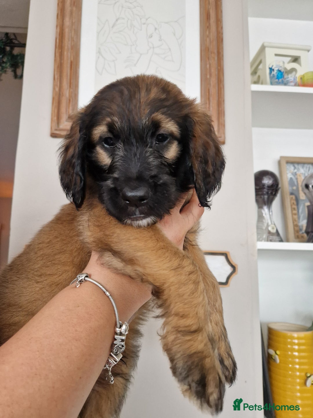 Goldendoodle dogs for sale: MultiGen Goldendoodles  - Image 25