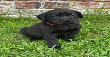 Labrador Retriever dogs - Advert 8