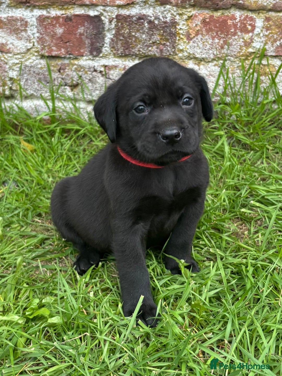 Labrador Retriever dogs for sale: Stunning Black Labrador Puppies KC Parents  - Image 5