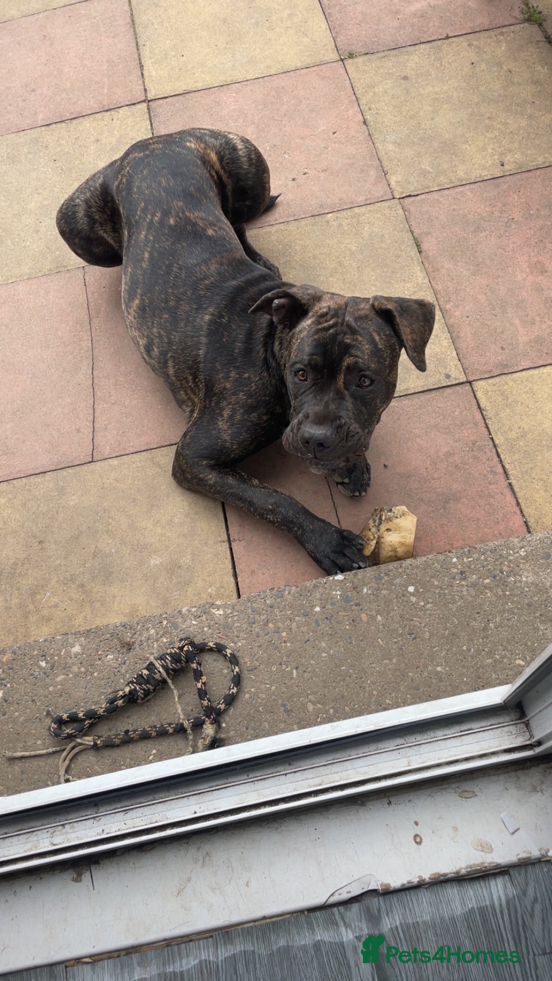 Mixed Breed dogs for sale: Presa x milanois - Image 4