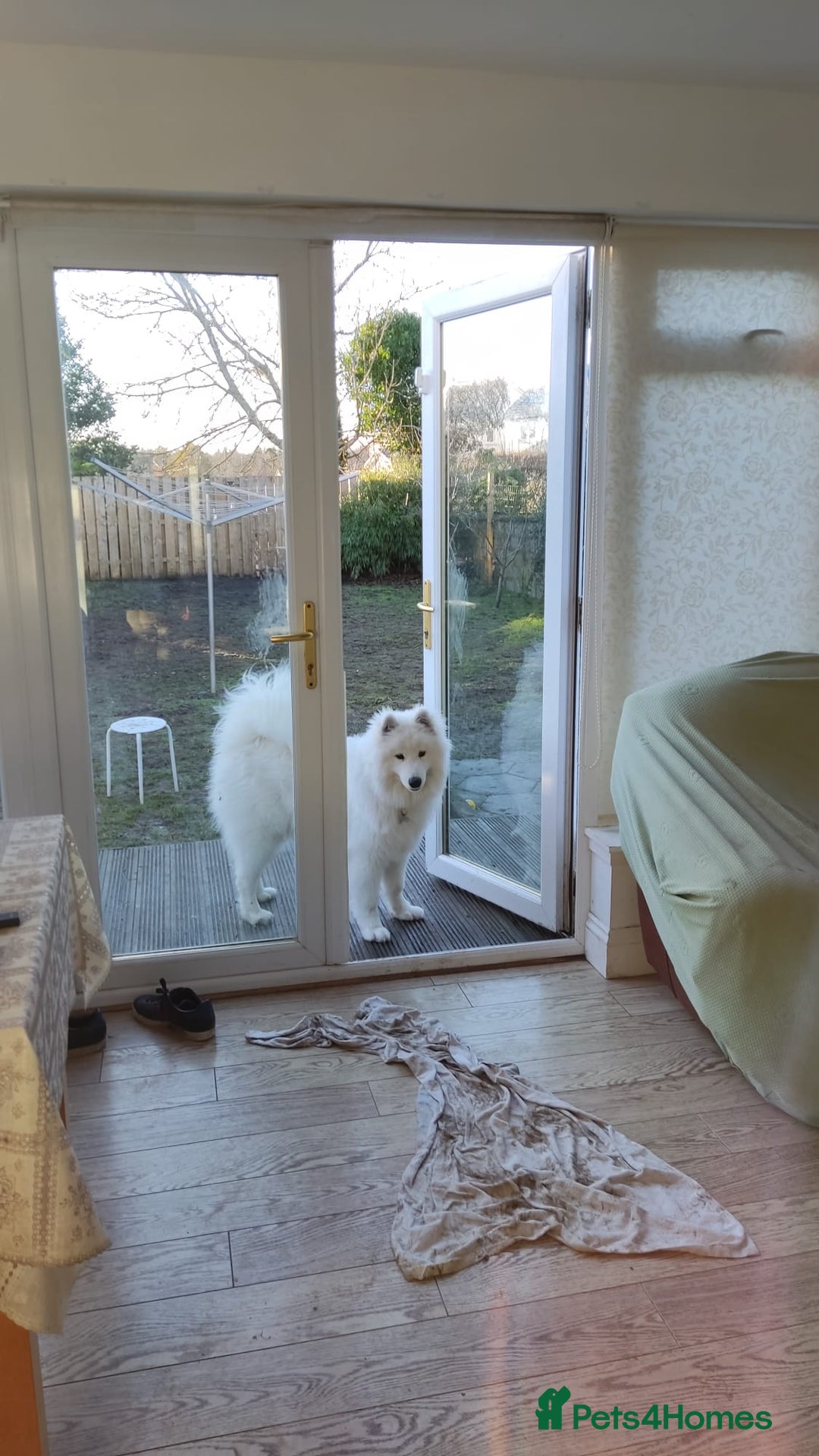 Samoyed dogs for sale: 7 month old Samoyed - Advert 2