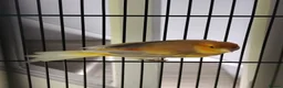 Canaries birds for sale: Female Canary Bird  in Preston - Advert 4