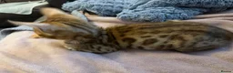 Bengal cats for sale: Stunning male Bengal  - Advert 11