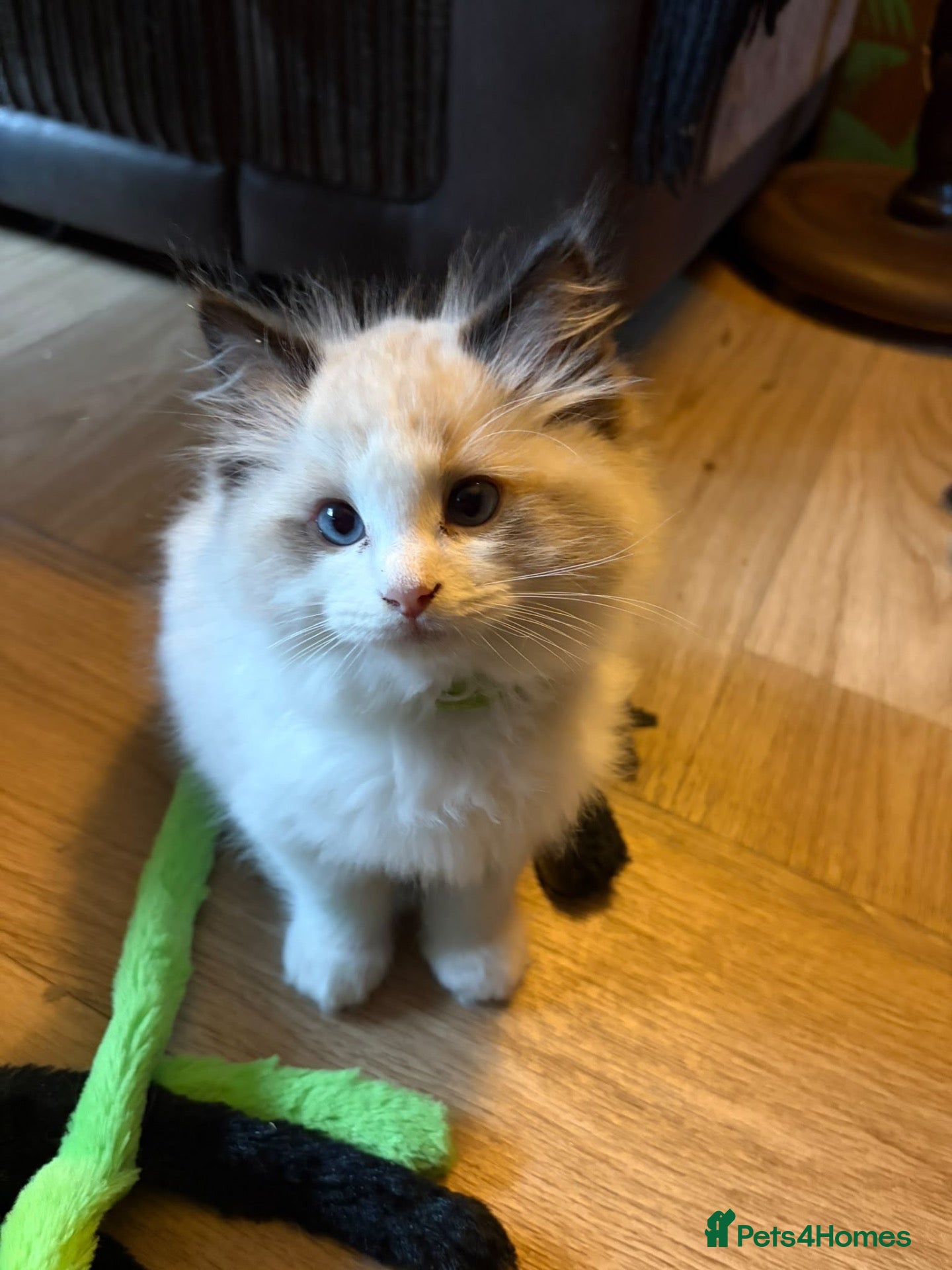 Ragdoll cats for sale: READY NOW! Purebred Ragdoll Kittens  - Advert 10