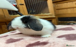 Dwarf Lop rabbits for sale: Stunning friendly dwarf lops  - Image 9