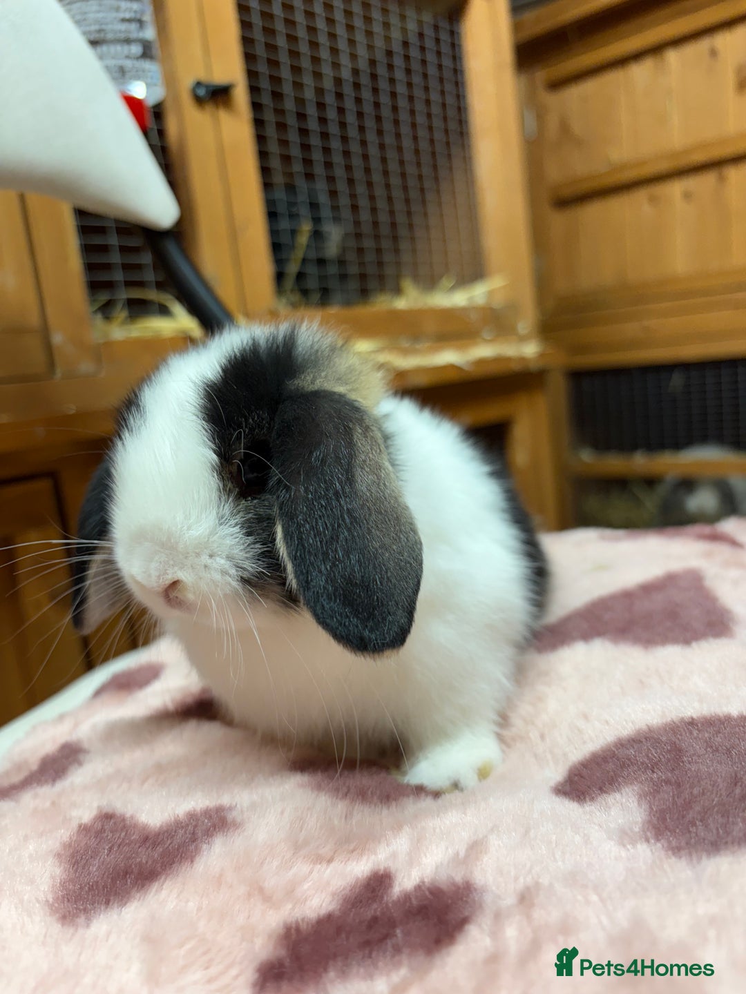 Dwarf Lop rabbits for sale: Stunning friendly dwarf lops  - Image 9