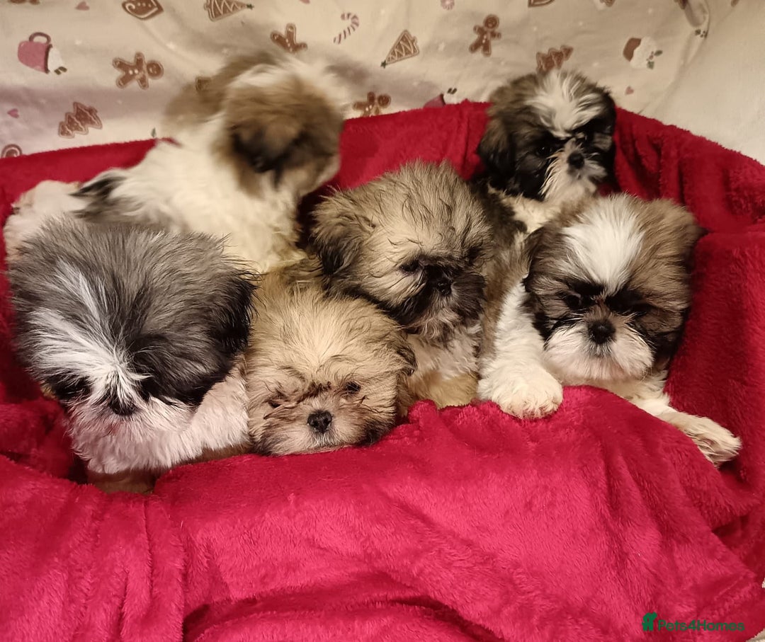 Shih Tzu dogs for sale: Shih Tzu puppy's  - Advert 2