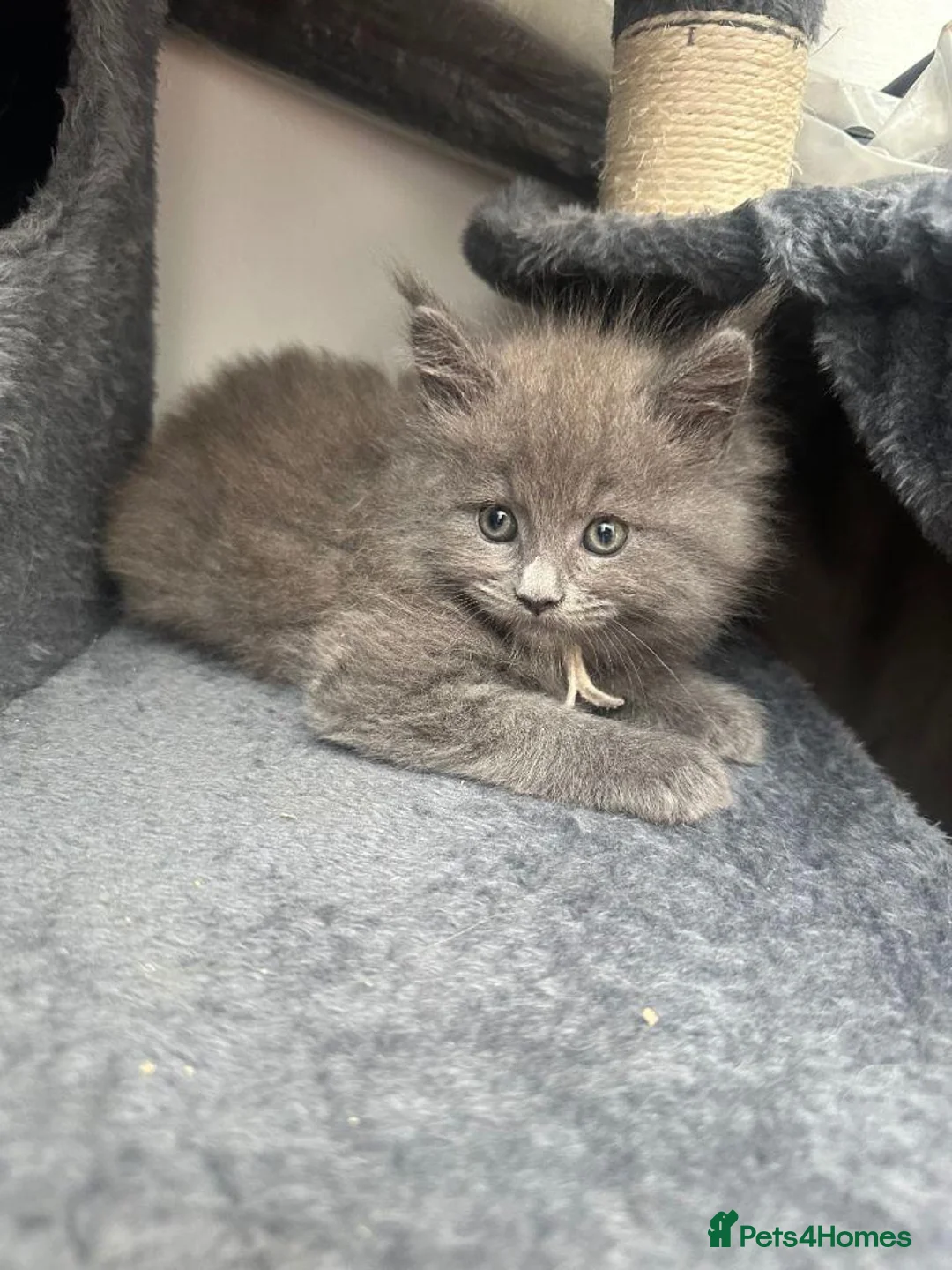 Maine Coon cats for sale:  Gorgeous Maine Coon Kittens for Sale  in London - Advert 1