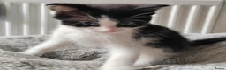 Mixed Breed cats for sale: Gorgeous kittens  - Advert 14