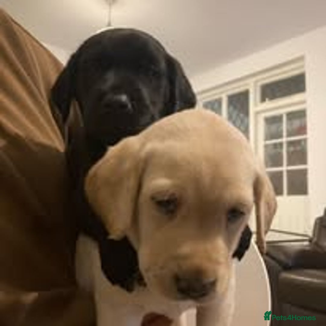 Labrador Retriever dogs for sale: Labrador Puppies for sale in London -KC registered - Image 21