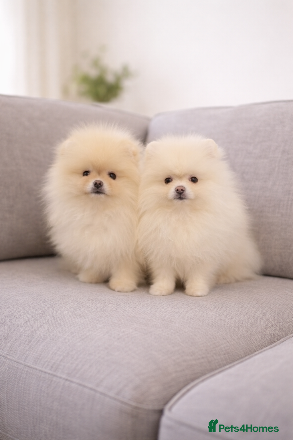 Pomeranian dogs Stunning KC Pomeranian puppies ✨ - Advert 9