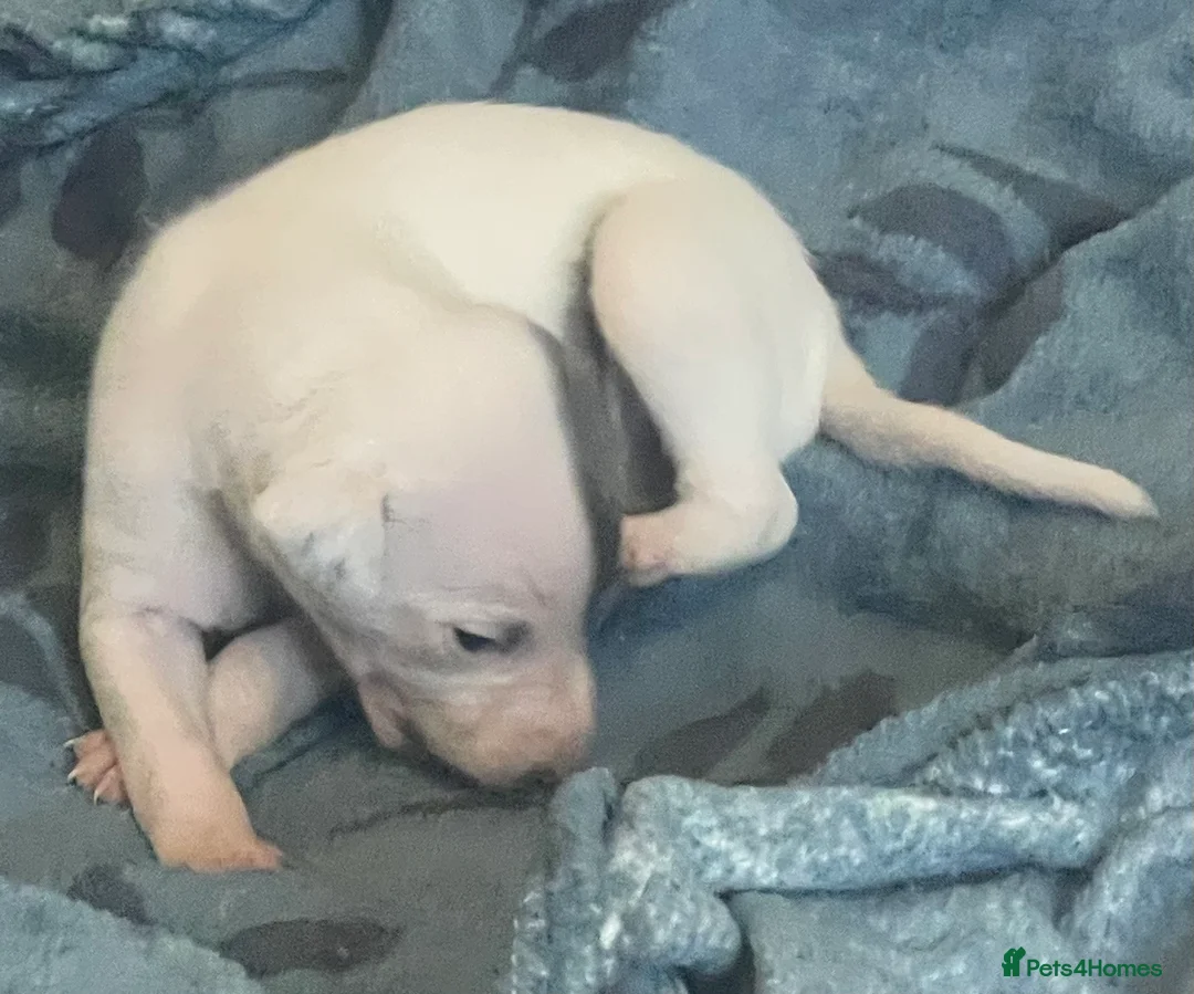 Whippet dogs for sale: Whippet puppies for sale - Advert 5