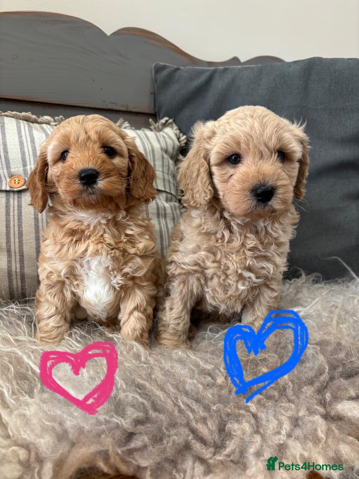 Cavapoochon dogs 🩷💙Beautiful Cavapoochon Puppies💙🩷 - Advert 2