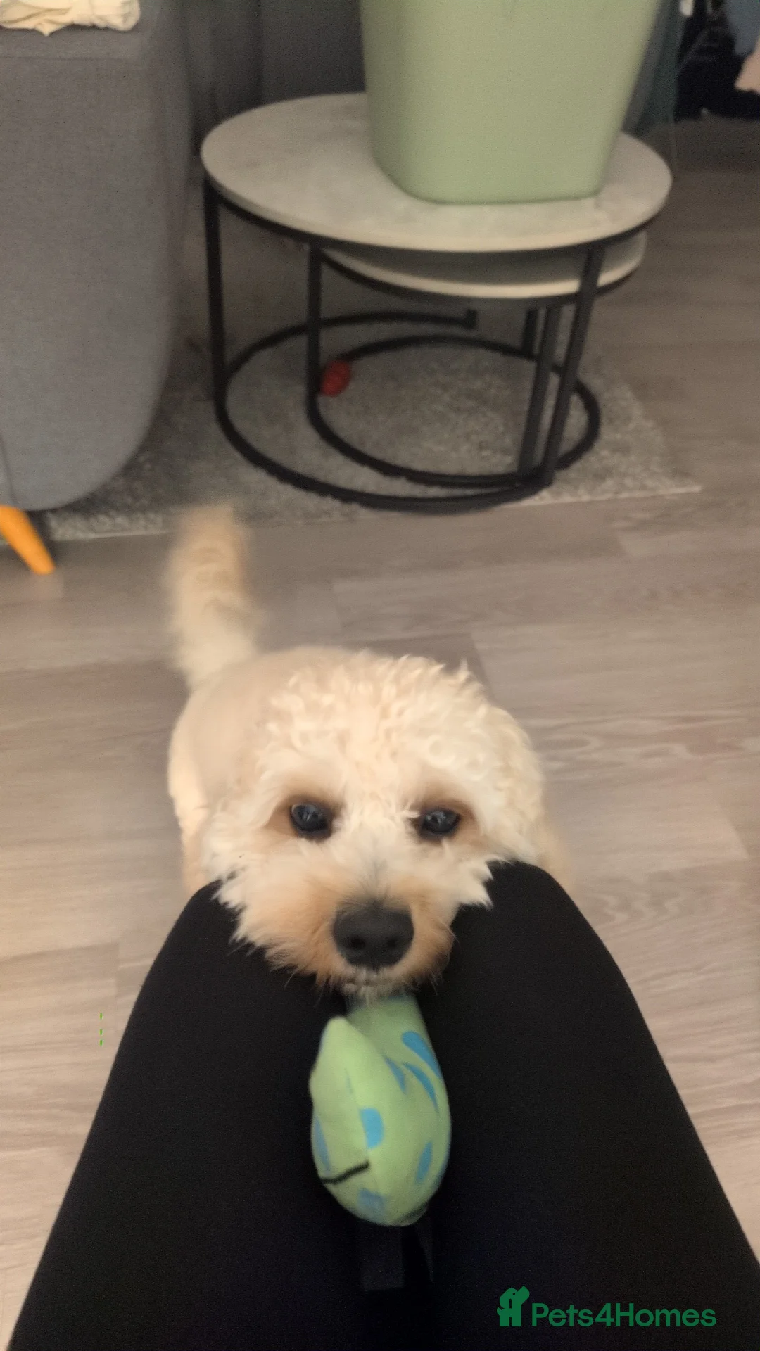 Cavapoo dogs for stud: Gorgeous Cavapoo Male for Stud - Advert 4