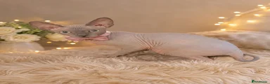 Blue Mink Female Sphynx
