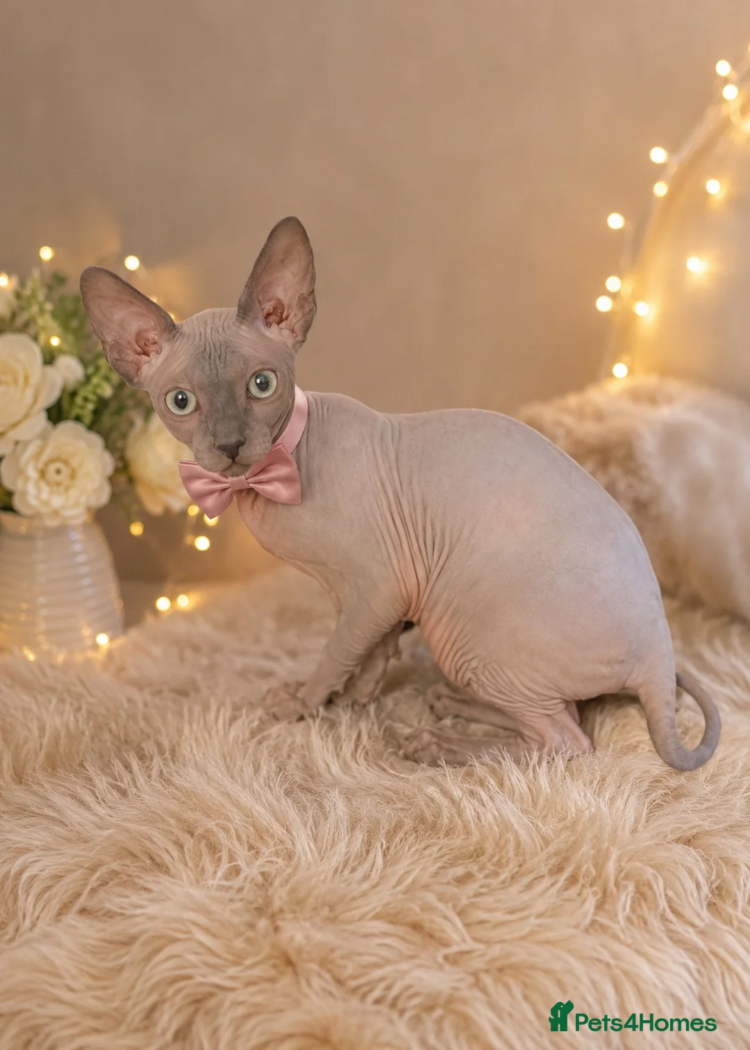 Sphynx cats for sale: ⭐ Exceptional Sphynx European Champion Bloodlines - Advert 10